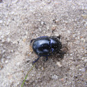 forest dung beetle