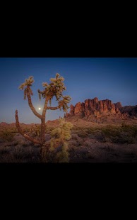 Free Download Desert Cactus Live Wallpaper APK for Android