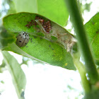 Coccinellidae