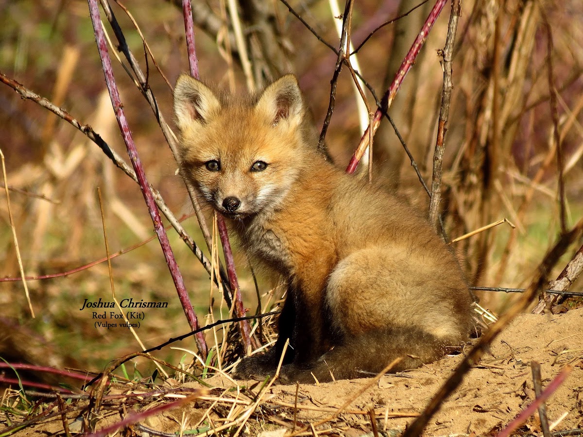 Red Fox (Kit)