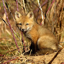 Red Fox (Kit)