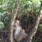 台灣獼猴Formosan rock-monkey