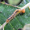 caterpillar