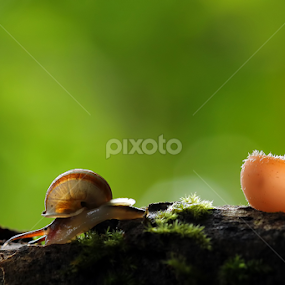 by Dwi Sudarmawan - Animals Other