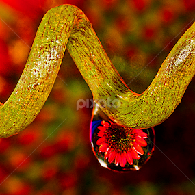 Drop with red bloom by David Winchester - Nature Up Close Natural Waterdrops