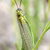 Antlion