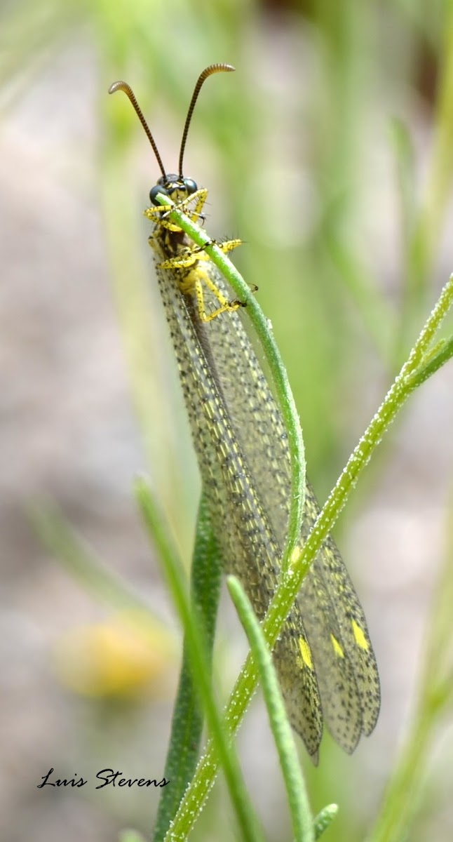 Antlion