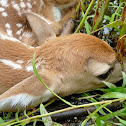 White-tailed Deer (fawn)