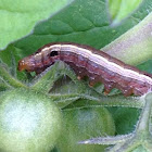 Yellow-striped armyworm