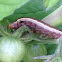 Yellow-striped armyworm