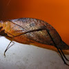 Dead leaf Katydid