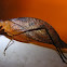 Dead leaf Katydid