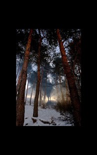 Free Magical Forest Live Wallpaper APK for PC