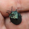 tortoise beetle