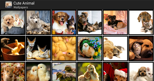免費下載個人化APP|Cute Animals - HD Wallpapers app開箱文|APP開箱王