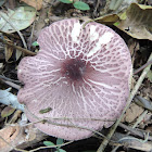 Leucoagaricus Mushroom