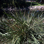 Fakohatchee Grass