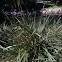 Fakohatchee Grass