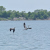 Great Blue Herons (territory dispute)