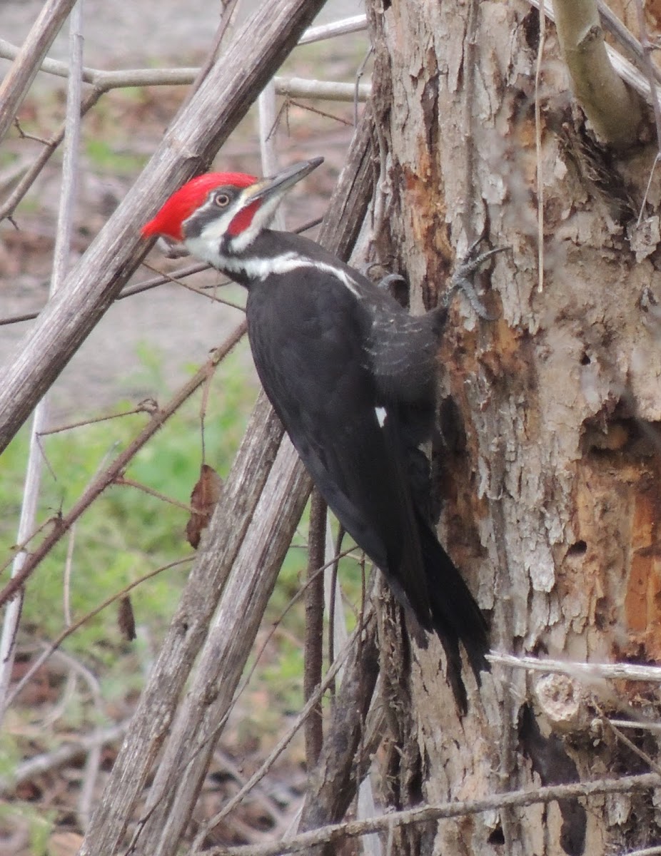 Pileated woodpecker (male)