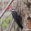 Pileated woodpecker (male)