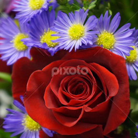 Purple Crown by Brandi  Rhone  - Flowers Flower Arangements