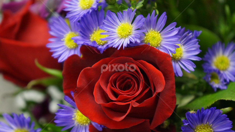 Purple Crown by Brandi  Rhone  - Flowers Flower Arangements