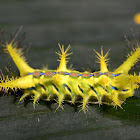 Coconut Nettle caterpillar