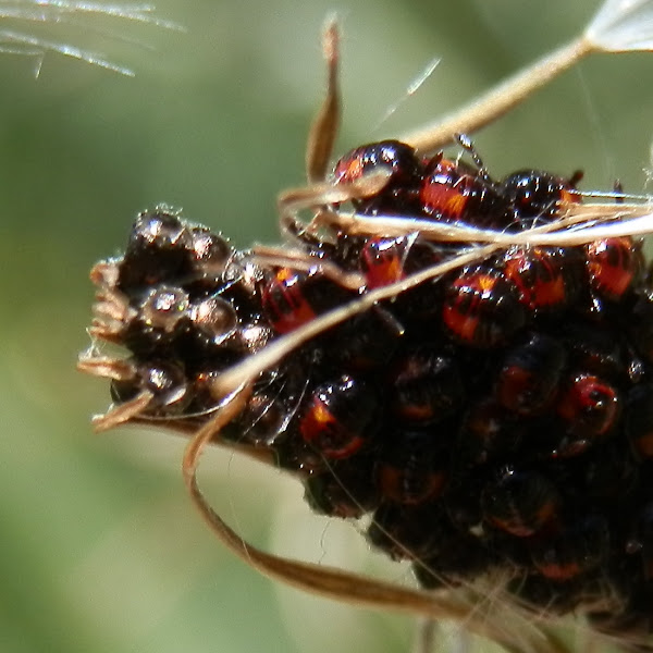 Predatory shield bug eggs and nymphs | Project Noah