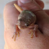 Squirrel Tree Frog