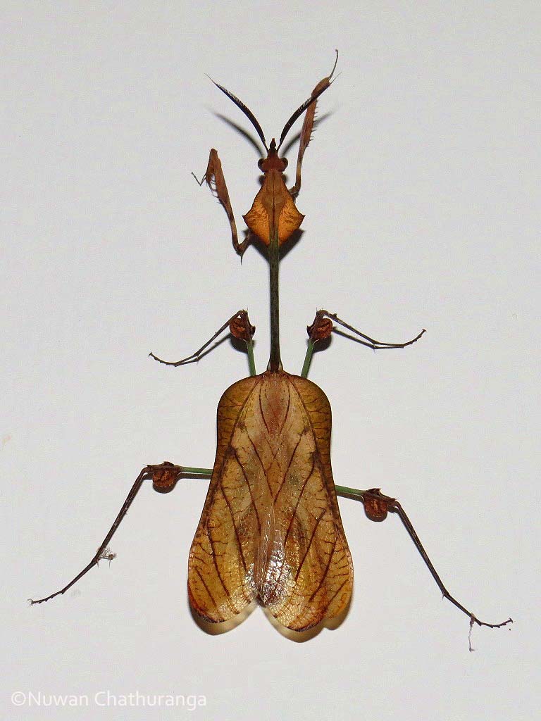 скрипачи насекомые. жук скрипач. жук листовидная жужелица. жук скрипка. скрипачи насекомые.