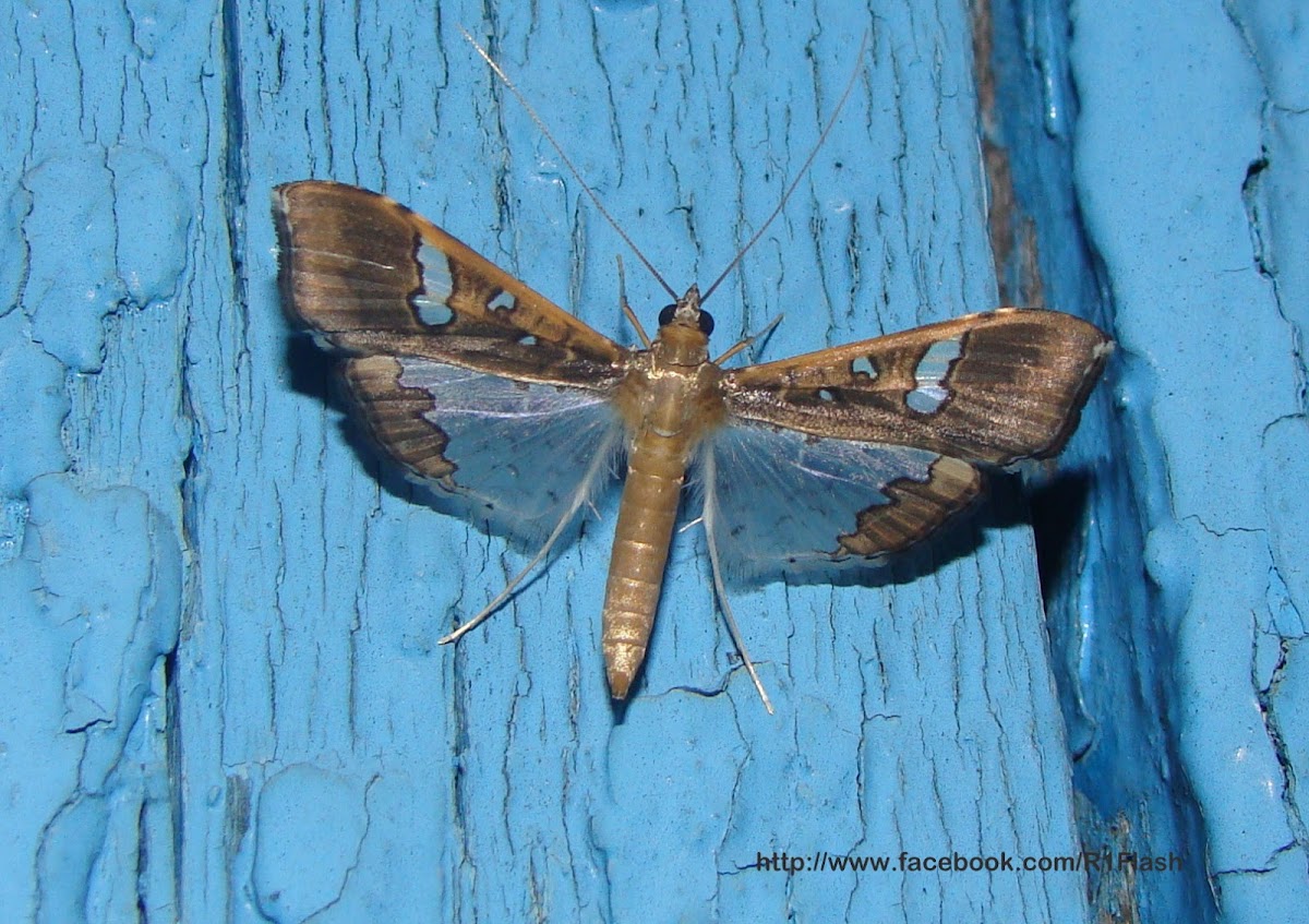 Mung moth