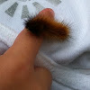 Woolly bear caterpillar