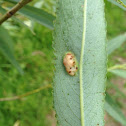 Sycamore leaf mite gall