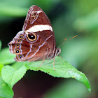 Banded Tree Brown (白帶黛眼蝶)