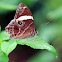 Banded Tree Brown (白帶黛眼蝶)