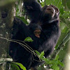 Eastern Chimpanzee (mother and young)
