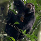 Eastern Chimpanzee (mother and young)