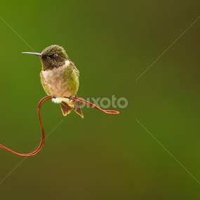 Little Hummer by Bill Tiepelman - Animals Birds