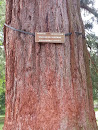 Sequoia de Californie