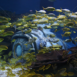 Drowned by Akhila Rangana -  