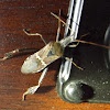 Western Leaf-footed Bug