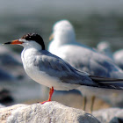 Forester Tern