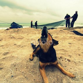 Fishermen at Black Sea by Stramboaia Gelu - People Professional People