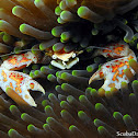 Porcelain Anemone Crab