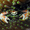 Porcelain Anemone Crab