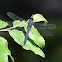 Slaty Skimmer