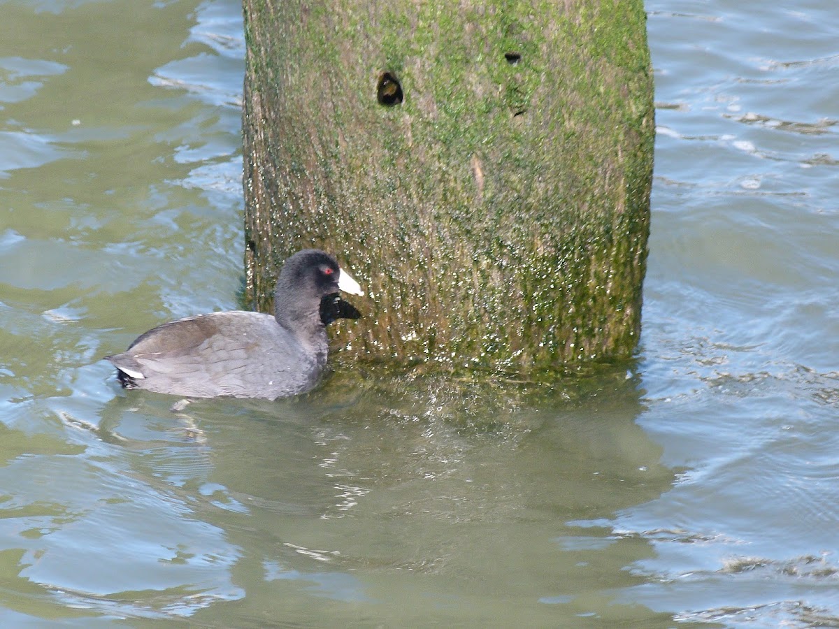 American Coot