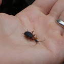 False Bombardier Beetle