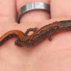Eastern zig zag salamander